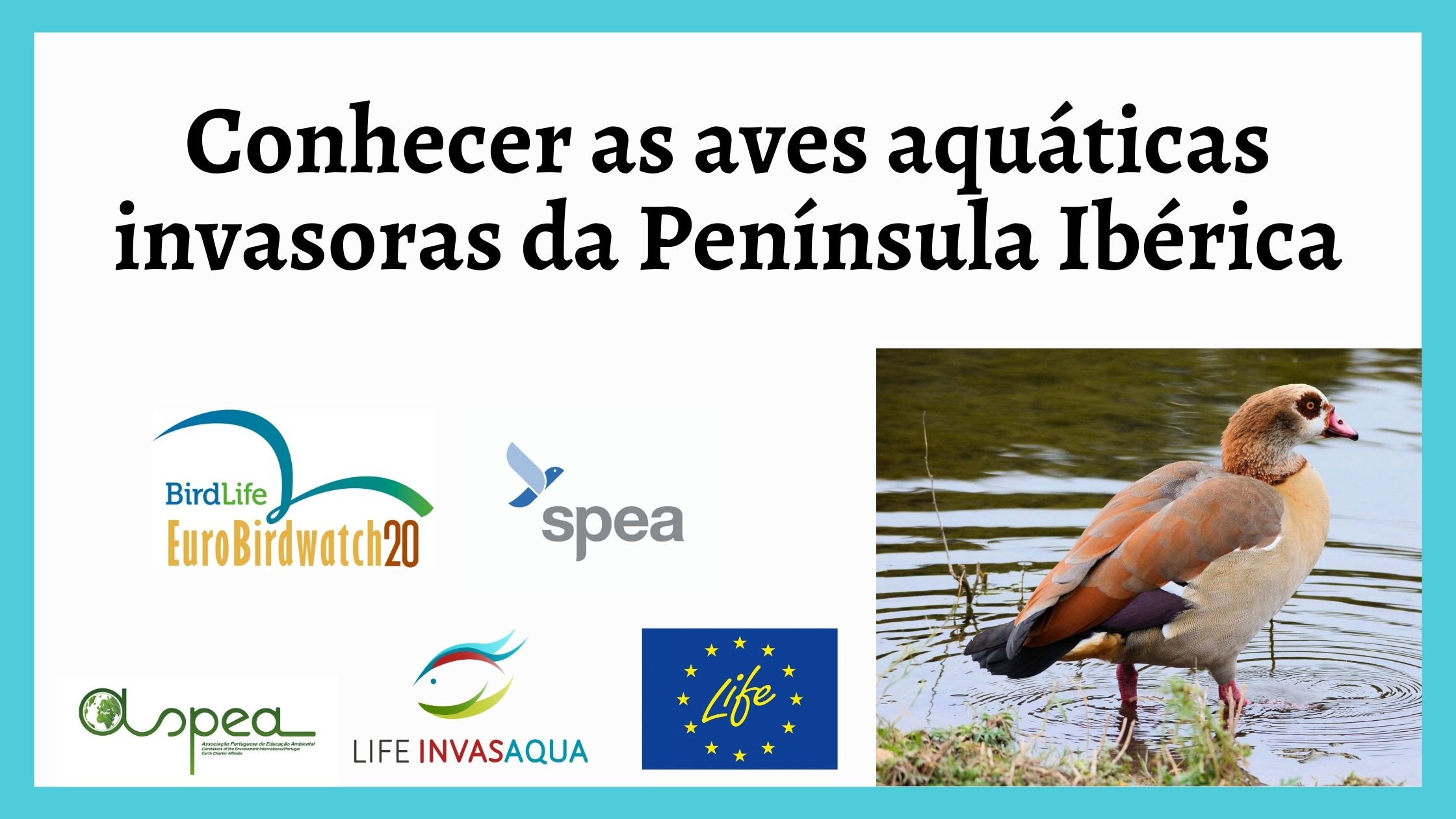 Conhecer as aves aquáticas da Península Ibérica