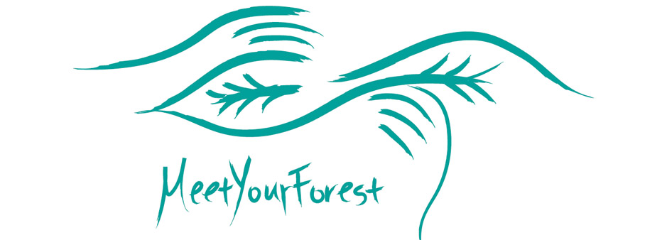Meet Your Forest Project